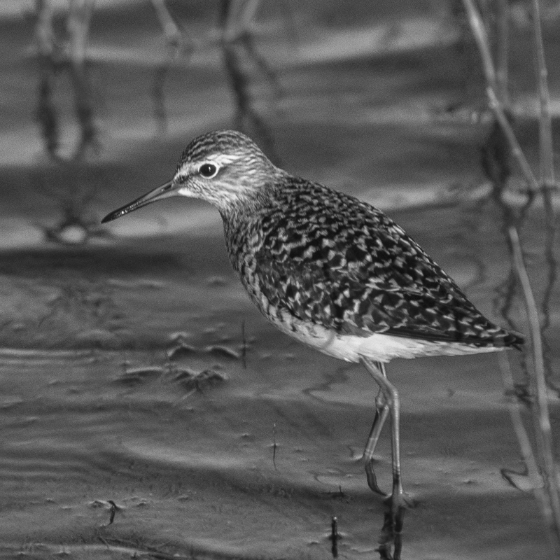 photo of a wood sandpiper