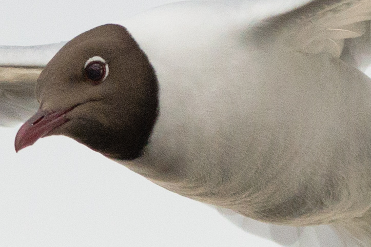 Photo of a flying Black-headed Gull cropped to 100%