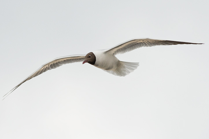 Photo of a Black-headed Gull in Flight