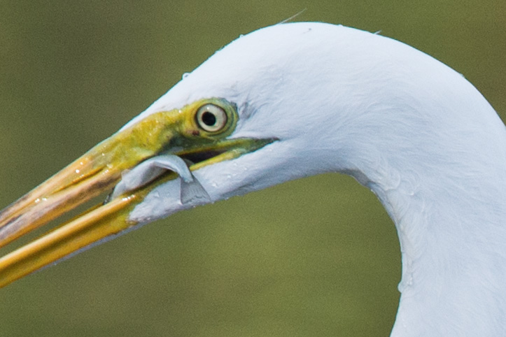 Photo of egret with fish in beak