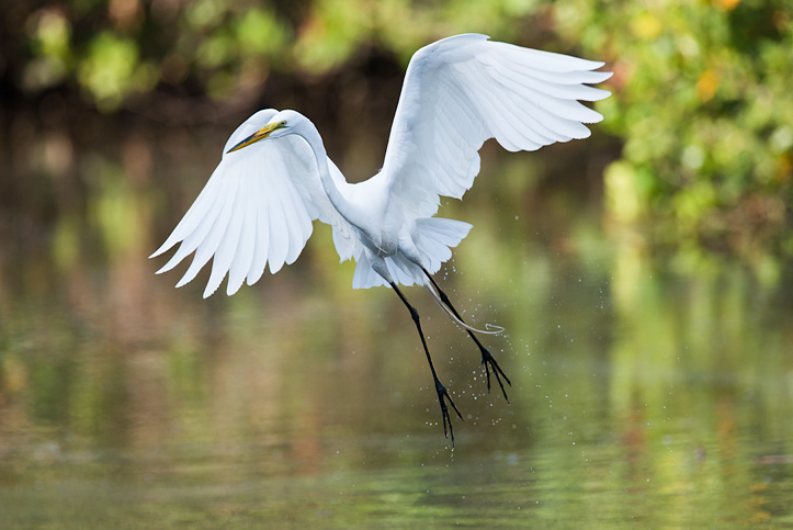 Photo of a Great Egret in flight