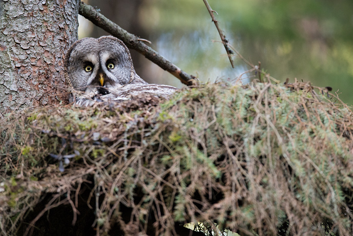 Photo of a female Great Grey Owl on the nest.