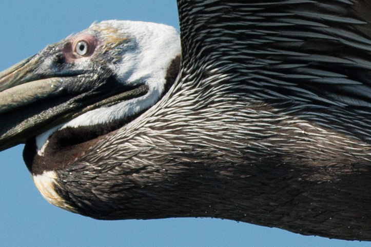 Handheld photo of Brown Pelican in flight