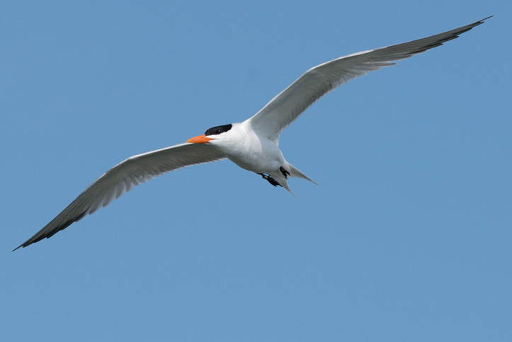Photo of flying Royal Tern