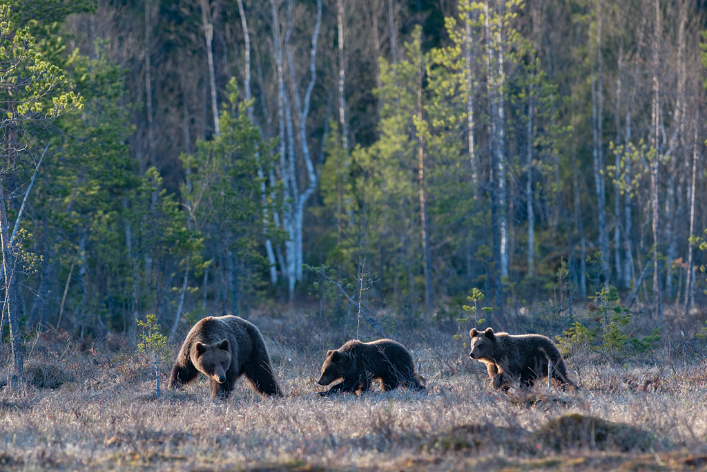 Foto: Bärenfamilie