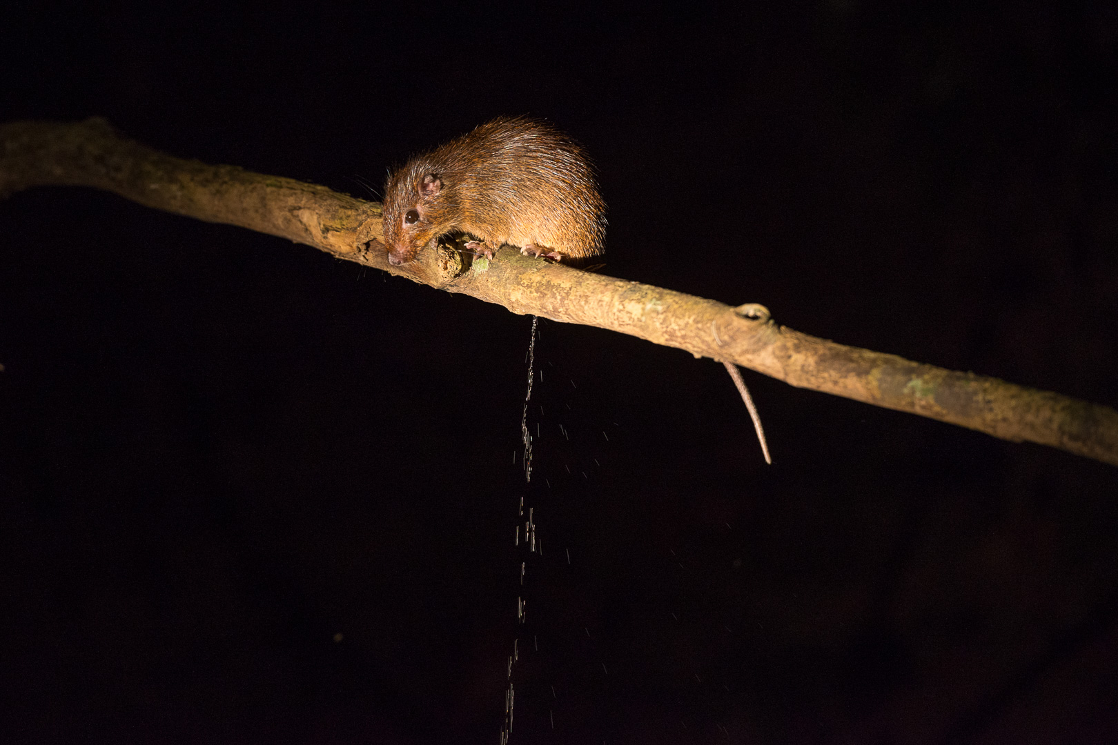 photo: wasserlassende Ratte