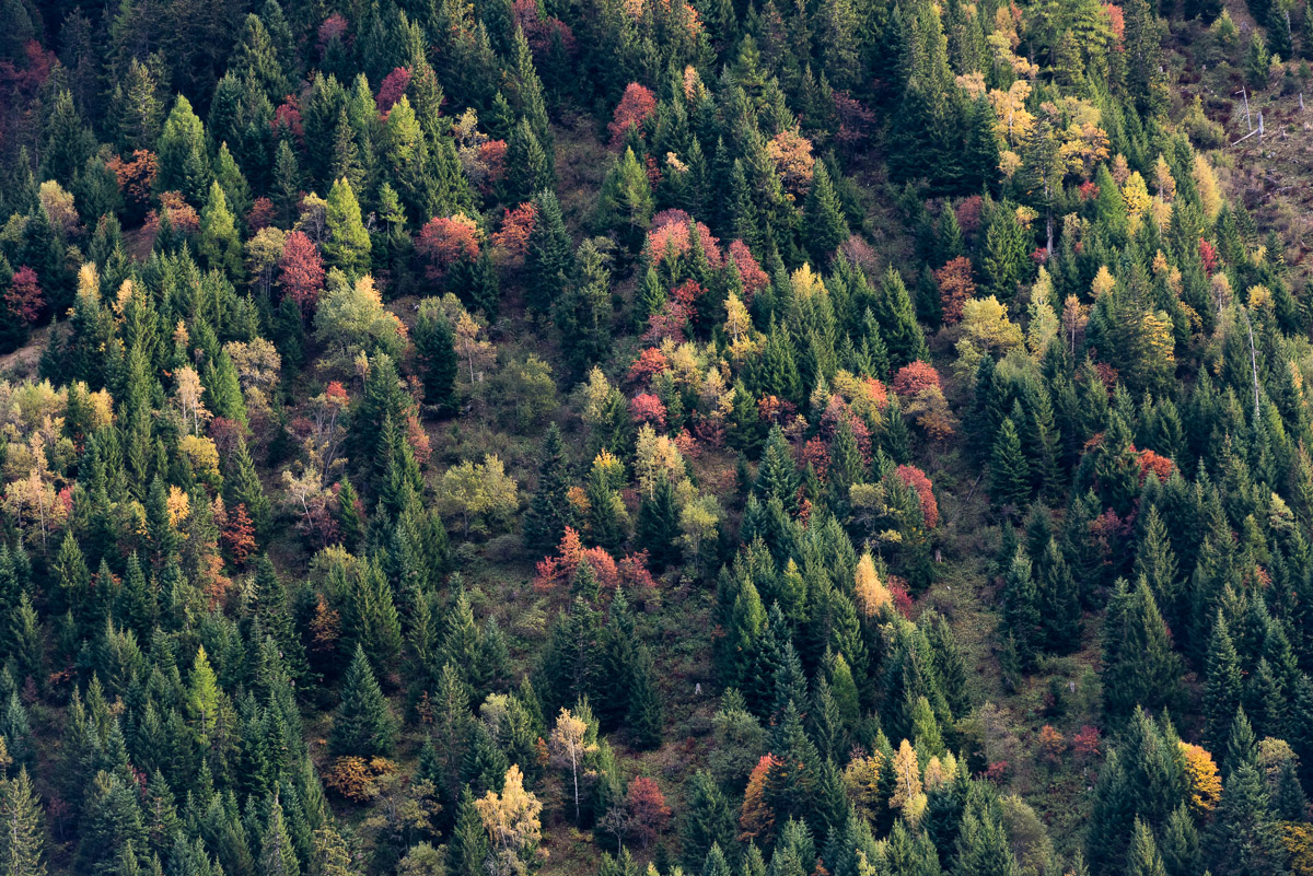 photo: Herbstwald