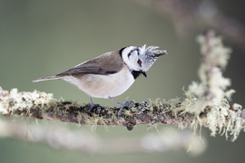 photo of a crested tit