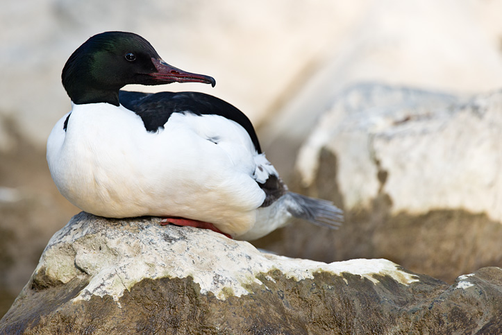 Photo of male Goosander (Mergus merganser) sitting on a rock taken with the new Nikon D800 and the 600mm VR f4