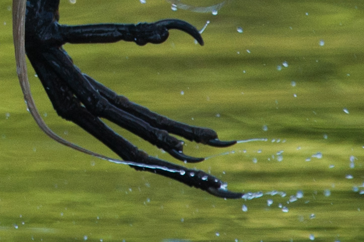 Photo showing Egret feet with water dropplets