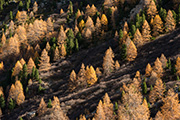 photo of an autumnal larch forest