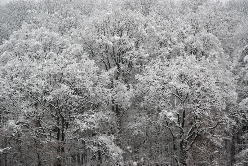 Baumkronen im Schnee