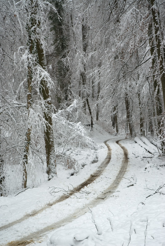 Waldweg im Schnee