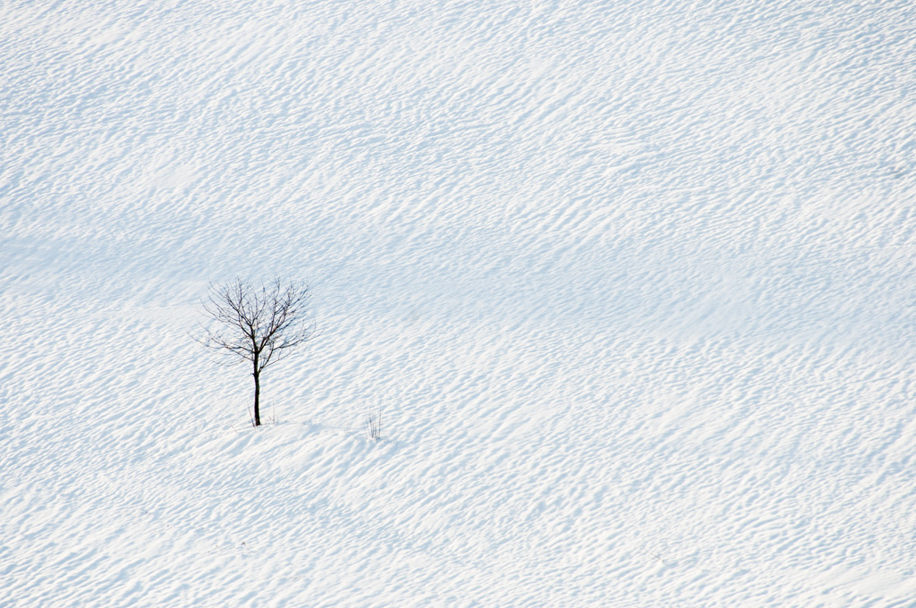 einsamer Baum im Schnee