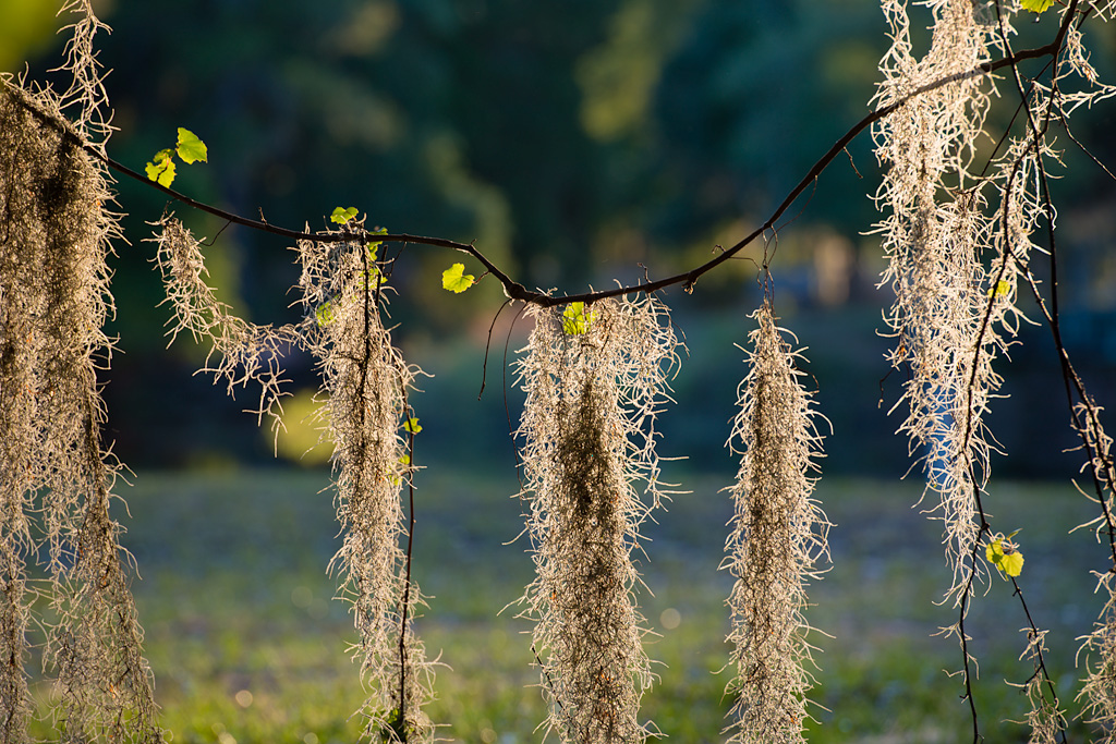 Spanisches Moos im Abendlicht