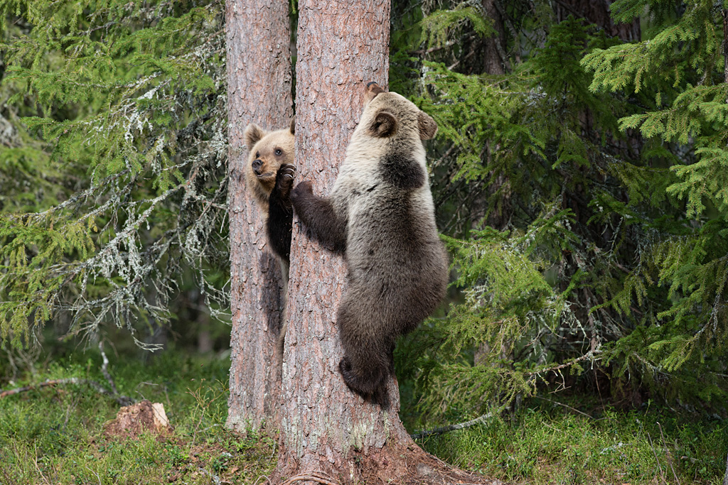 Bären auf der Flucht