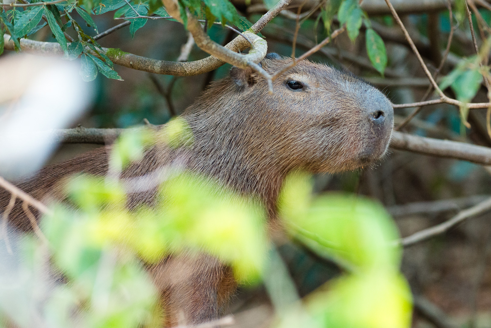 Foto: Capybara im Unterholz