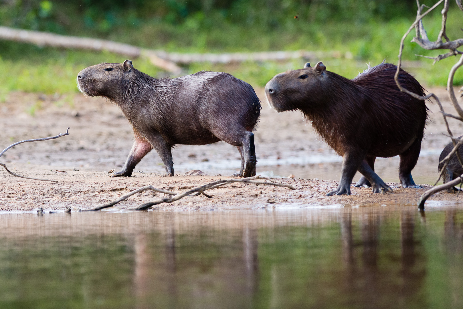 Capybarafamilie am Flussufer