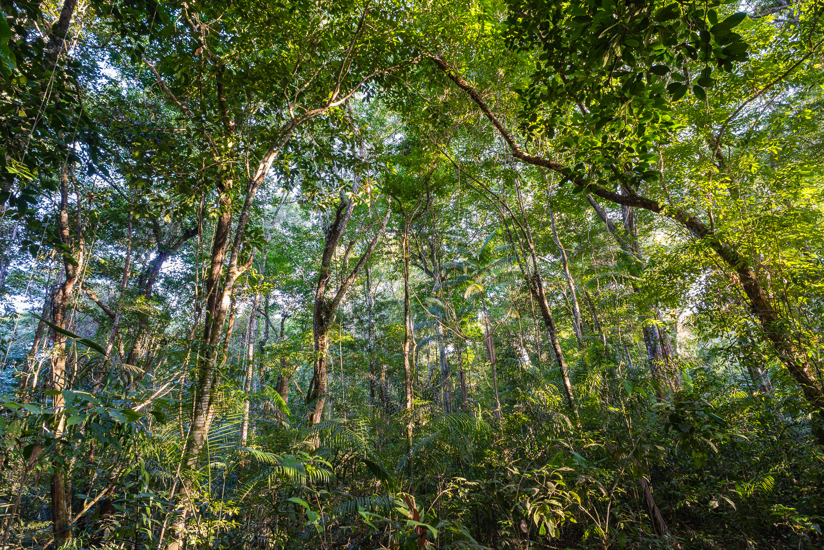 Regenwald in Guyana