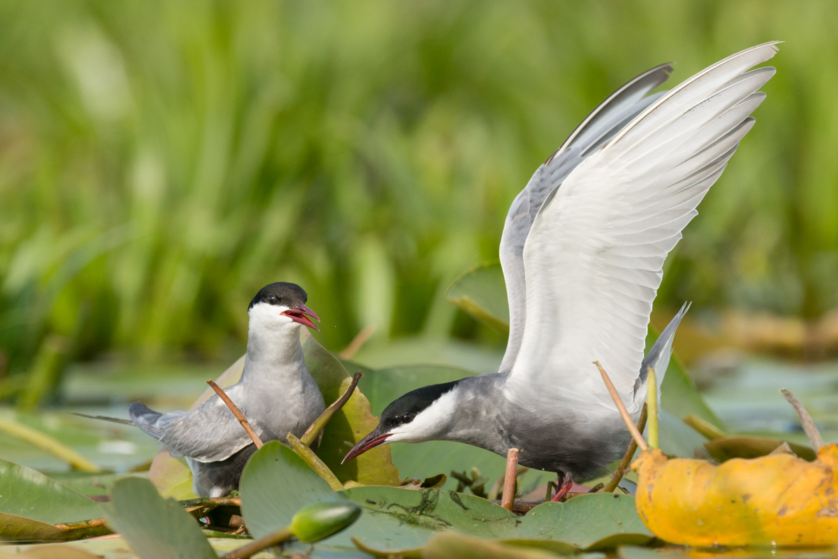 Weissbart-Seeschwalben