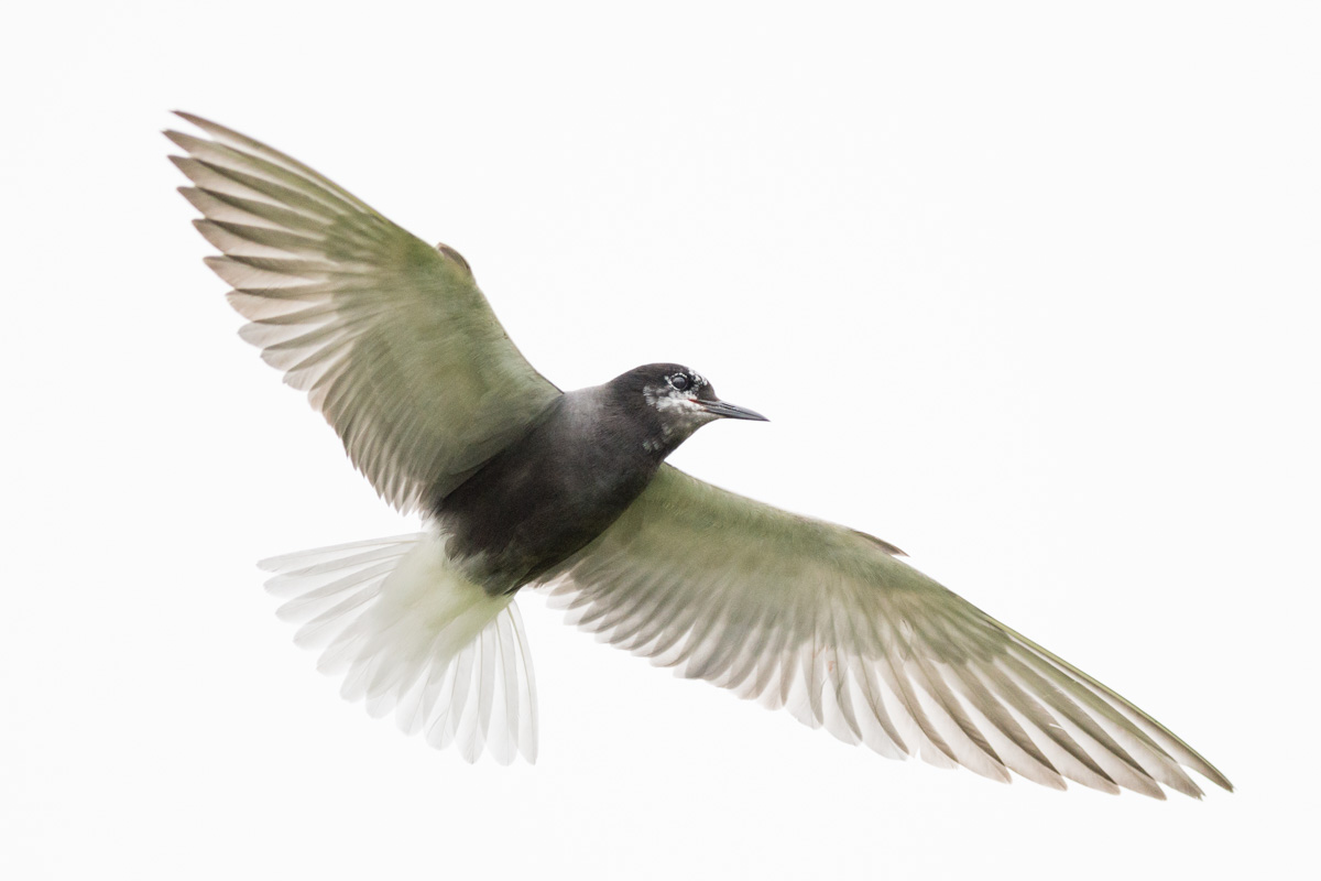 Black Tern (Chlidonias niger) in flight. 
