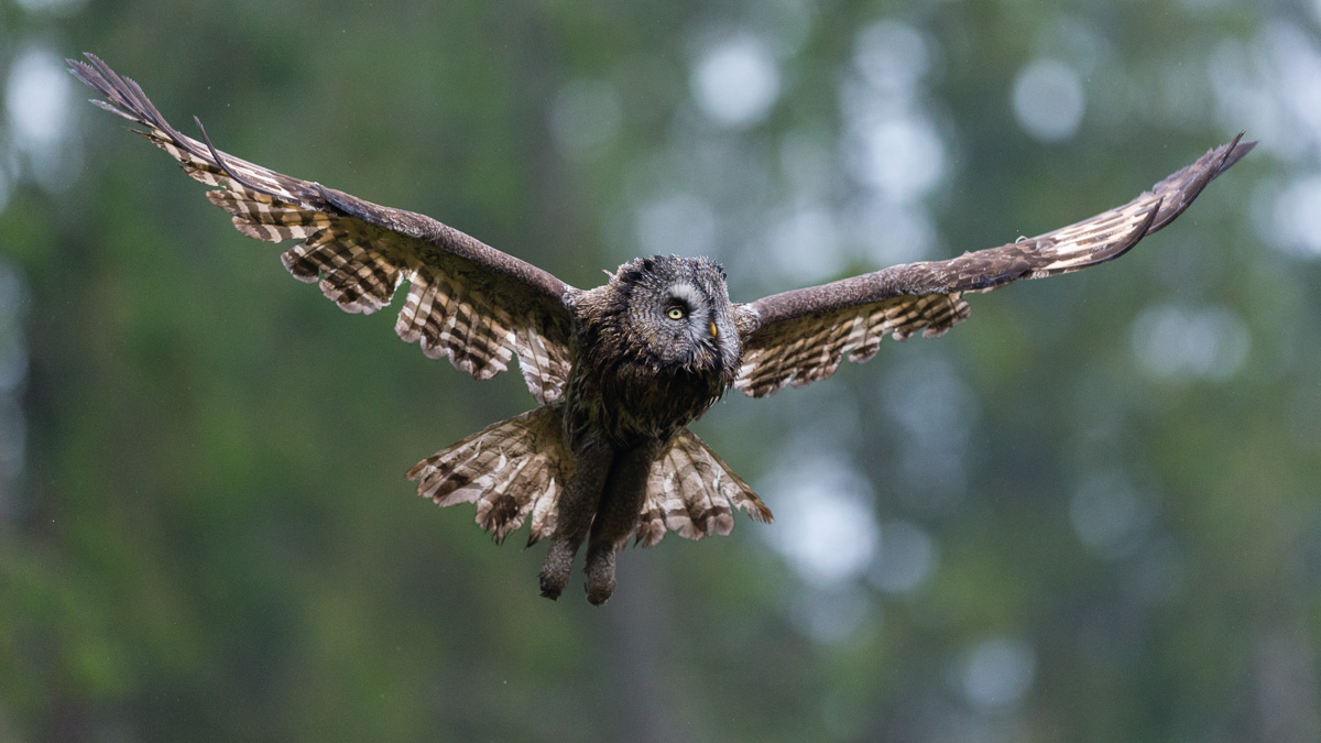 Great Grey Owl (Strix nebulosa) in flight