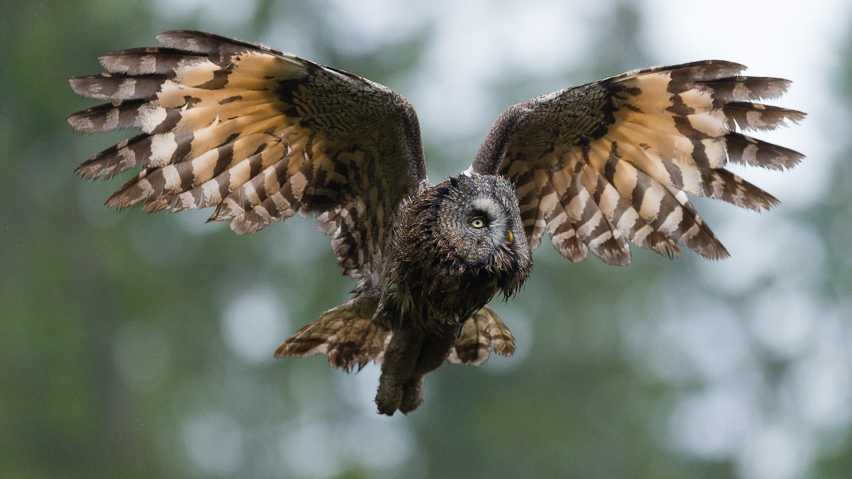 Flying Great Grey Owl (Strix nebulosa)