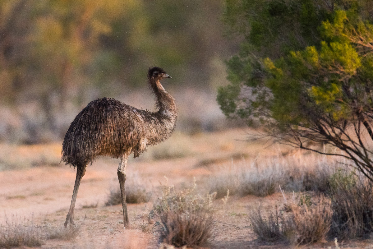 Emu umringt von Fliegen