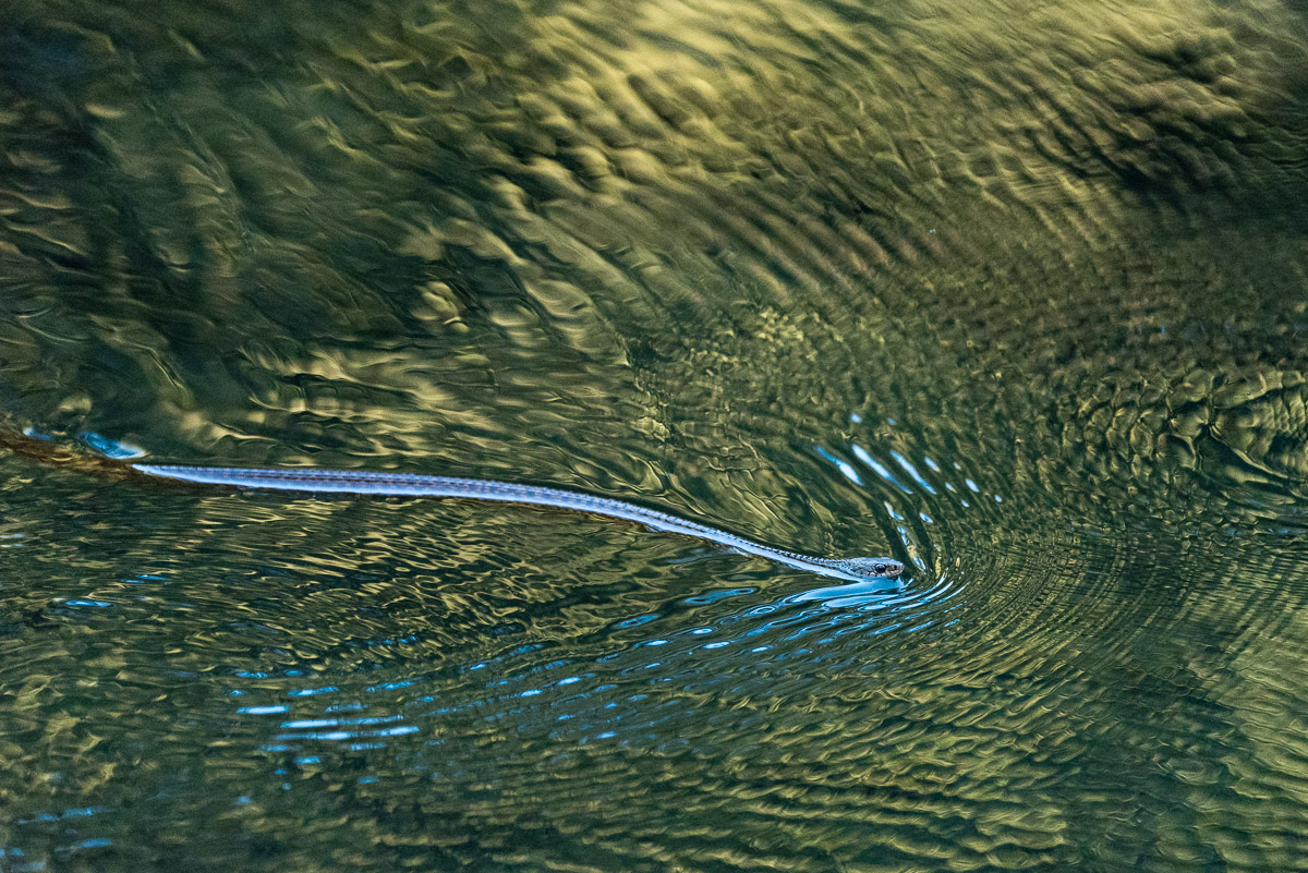Keelback-Frischwasserschlange