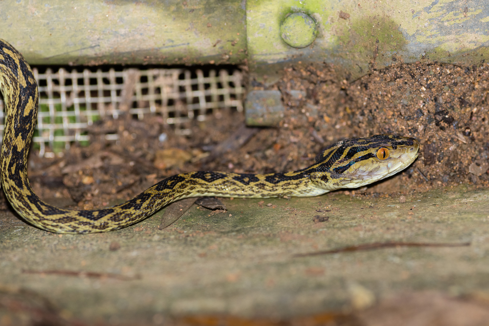 photo of a Habu snake