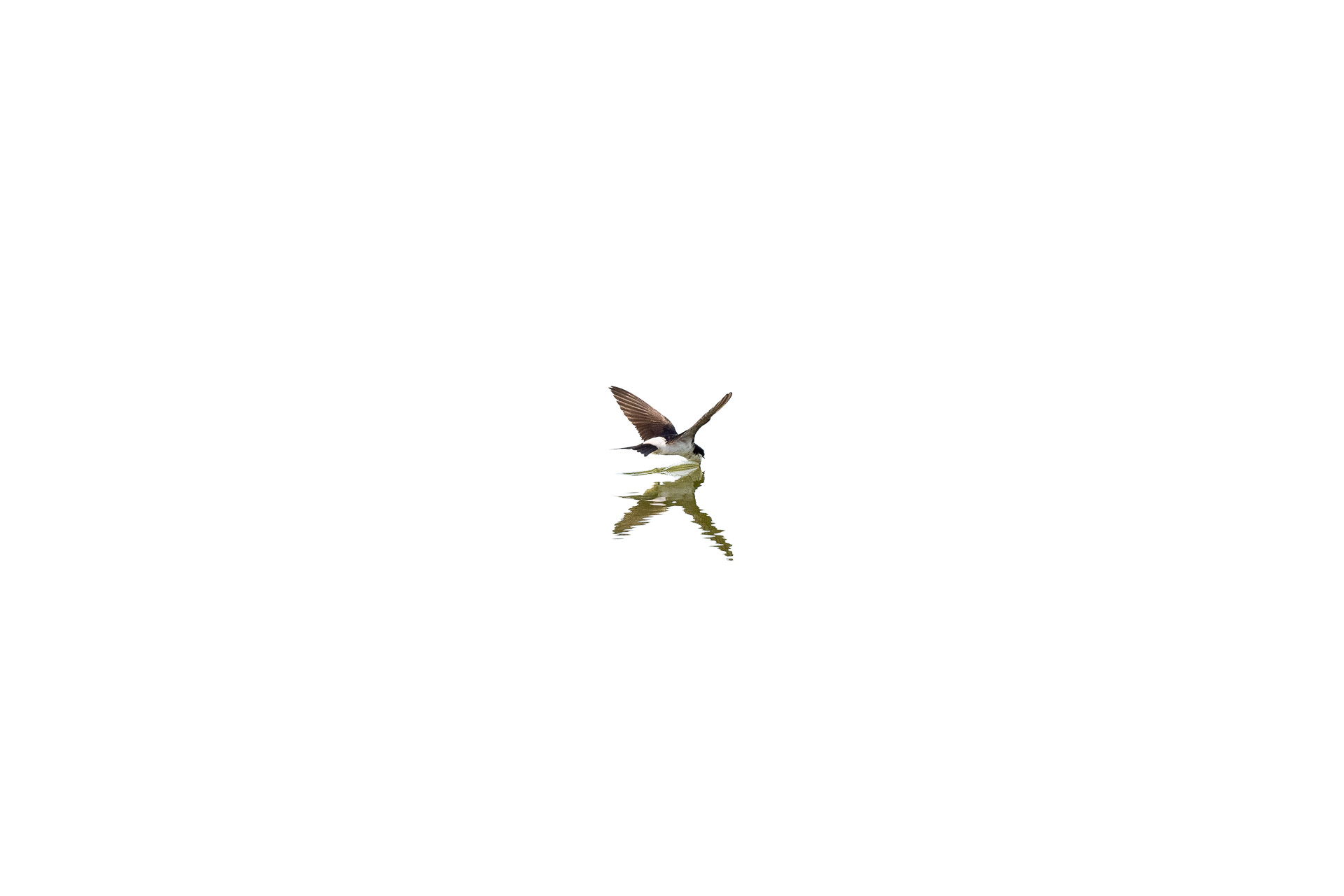 fliegende Mehlschwalbe