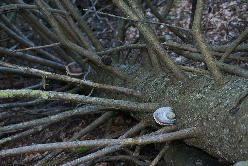 Totholz mit Pilzen