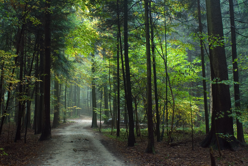 Waldweg im Herbstwald