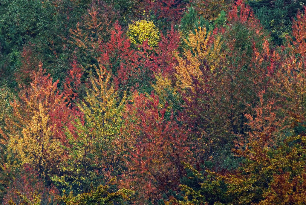 Herbstwald in Pastellfarben