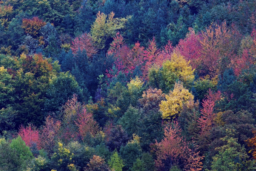 artenreicher Herbstwald