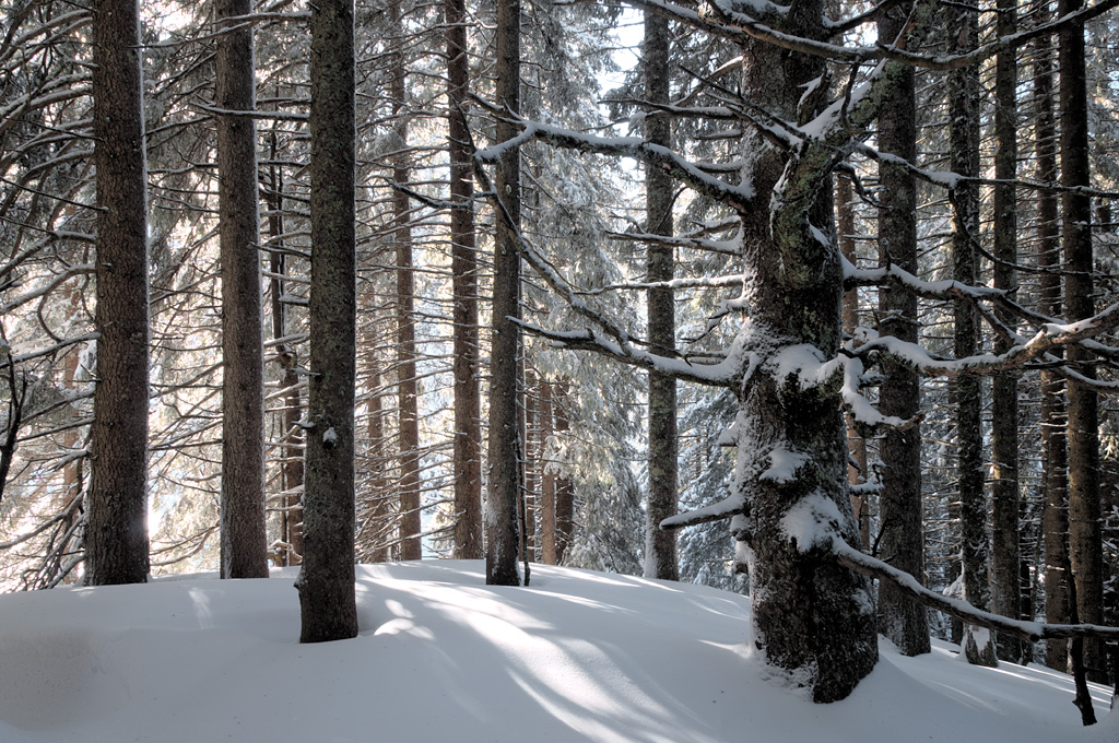Fichtenwald im Schnee