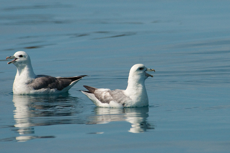 Eissturmvögel auf dem Wasser
