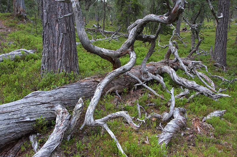 Totholz im Gutulia Nationalpark