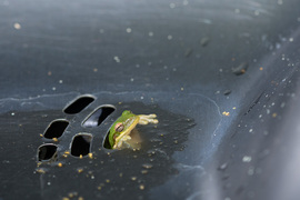photo of a frog in a sink