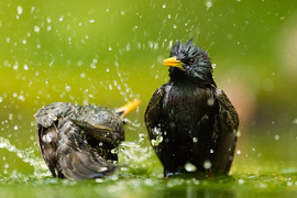 photo of starlings taking a bath