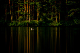 A red-throated loon floats on the water and is nicely illuminated by the last sun rays.