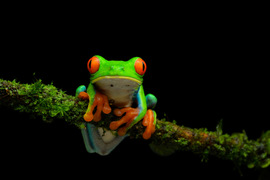 photo