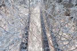 photo of frosted trees