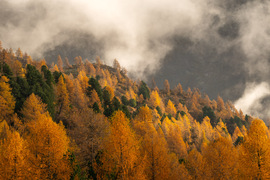 Photo of larch forest with an interesting cloudescape