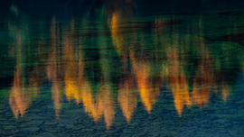Photo of autumnal larches reflected in the water.