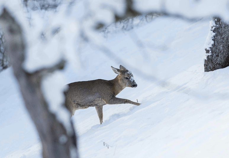 animated gif of roe deer (Capreolus capreolus)